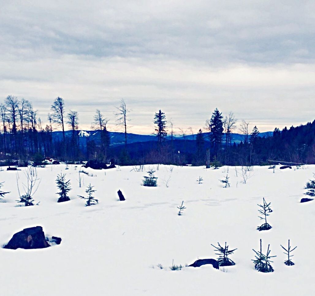 snow, winter, cold temperature, weather, season, sky, covering, tranquil scene, tranquility, cloud - sky, frozen, landscape, nature, bare tree, tree, scenics, beauty in nature, field, white color, cloudy