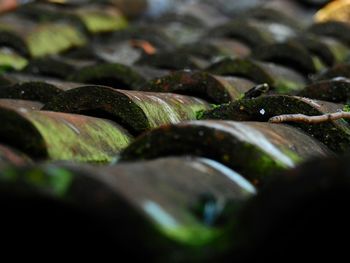 Close-up of water drops on leaf