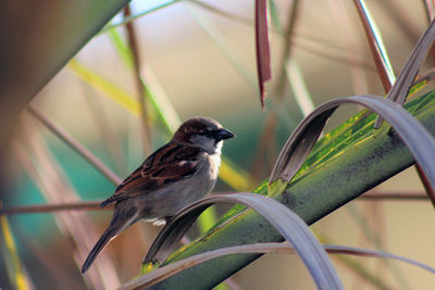 Close-up of bird perching outdoors