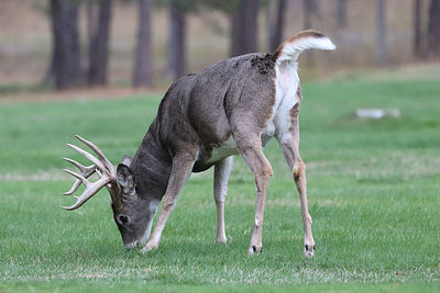 Mature whitetail deer, buck