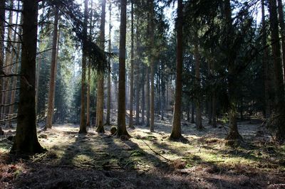 Trees in forest