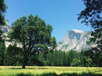 Low angle view of trees against clear blue sky