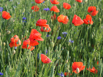 Close-up of red poppy flowers in field