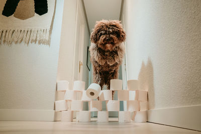 Portrait of dog by stack at home