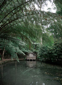 Scenic view of lake in forest