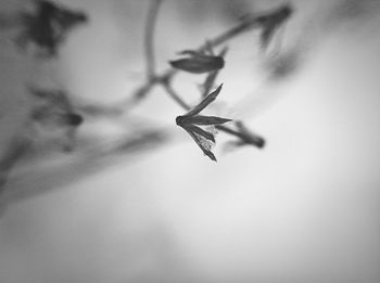 Close-up of plant against blurred background