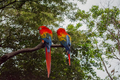 Low angle view of parrot perching on tree