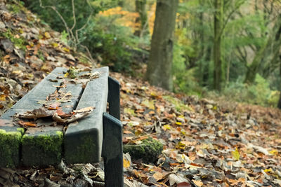 Dry leaves on field in forest
