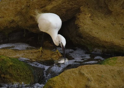 Bird perching on rock by lake