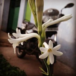 Close-up of white flowers