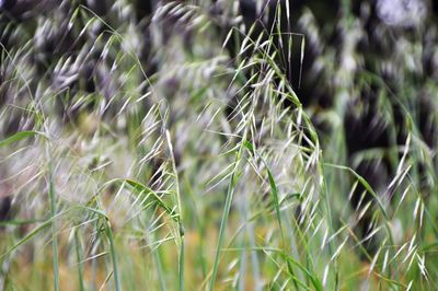 Close-up of stalks in field