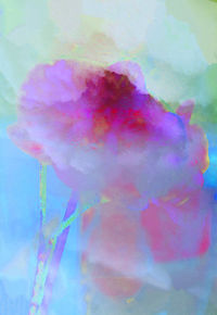 Close-up of pink flowers