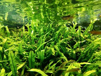 Close-up of wet plants