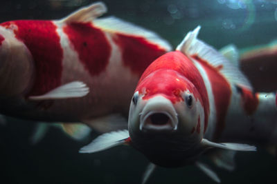 Close-up of fish swimming in sea