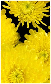 Macro shot of yellow flower