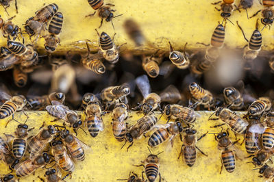 Close-up of honey bee