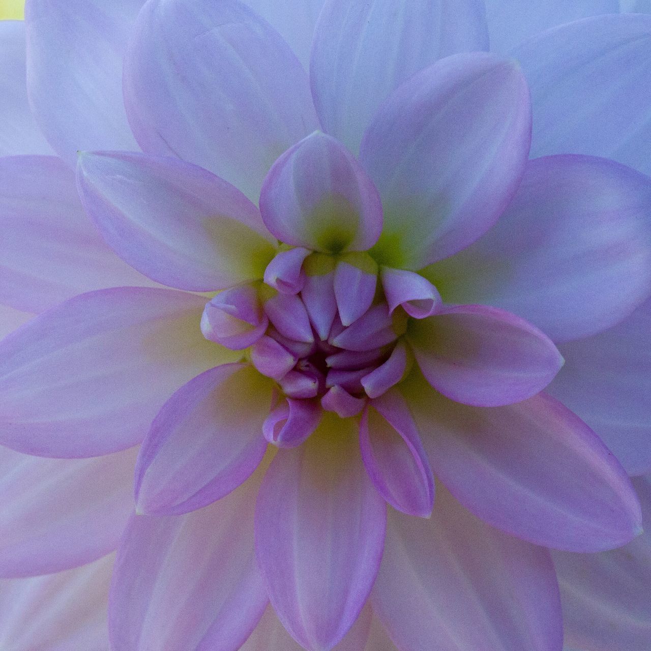 FULL FRAME SHOT OF PINK DAHLIA