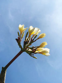 A beautiful bud flowering along the currents of the wind and the beautiful blue sky 