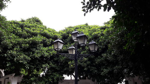 Ivy growing on tree against sky