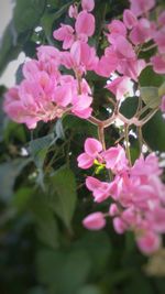 Close-up of pink flowers