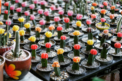 High angle view of cactus plants arranged on table