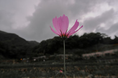 Close-up of pink flowering plant against cloudy sky