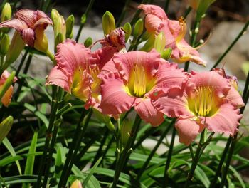 Close-up of pink flowers blooming outdoors