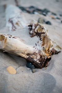 Closeup of a stick on a beach