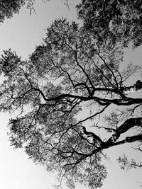 Low angle view of tree against clear sky