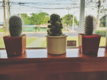 Cactus and small pot by the window