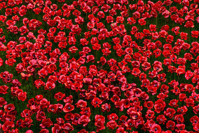 Full frame shot of red flowers