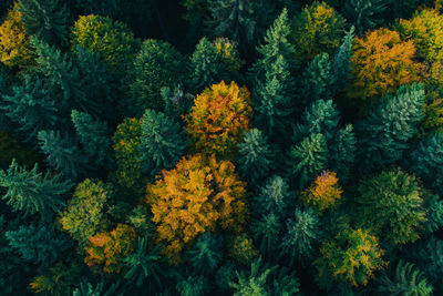 High angle view of flowering plants