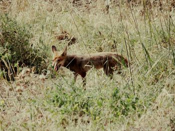 Dog standing on grassy field