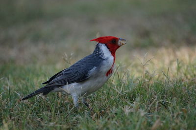 Side view of a bird on grass