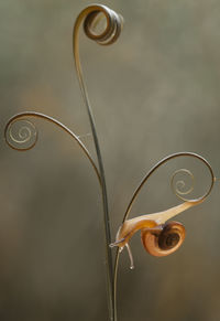 Close-up of wilted flower