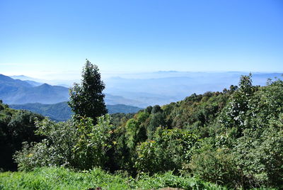 Scenic view of forest against clear blue sky