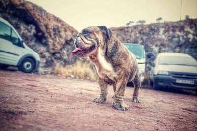 View of a dog looking away