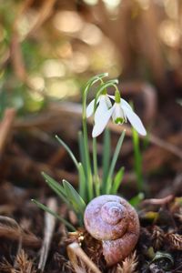 Close-up of white flowering plant on land