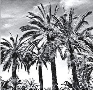 palm tree
