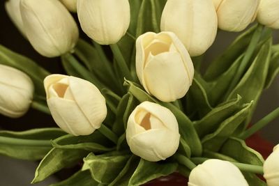 Close-up of flowers