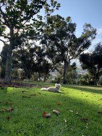 View of birds on grassy field