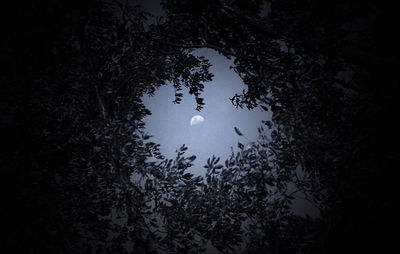 Silhouette bird swimming on tree against sky