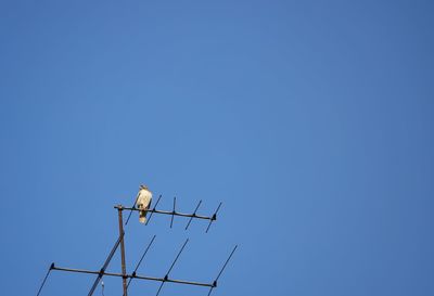 Low angle view of seagull perching on power line