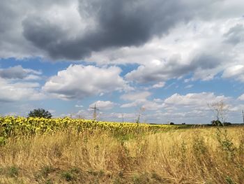 Scenic view of agricultural field against sky