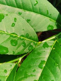 Close-up of raindrops on leaves