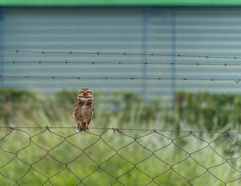 Close-up of owl perching on chainlink fence
