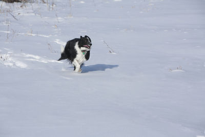 Border collie