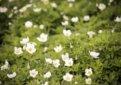 Close-up of white flowers blooming on field