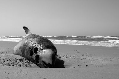 View of horse on beach