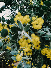 Close-up of yellow flowering plant